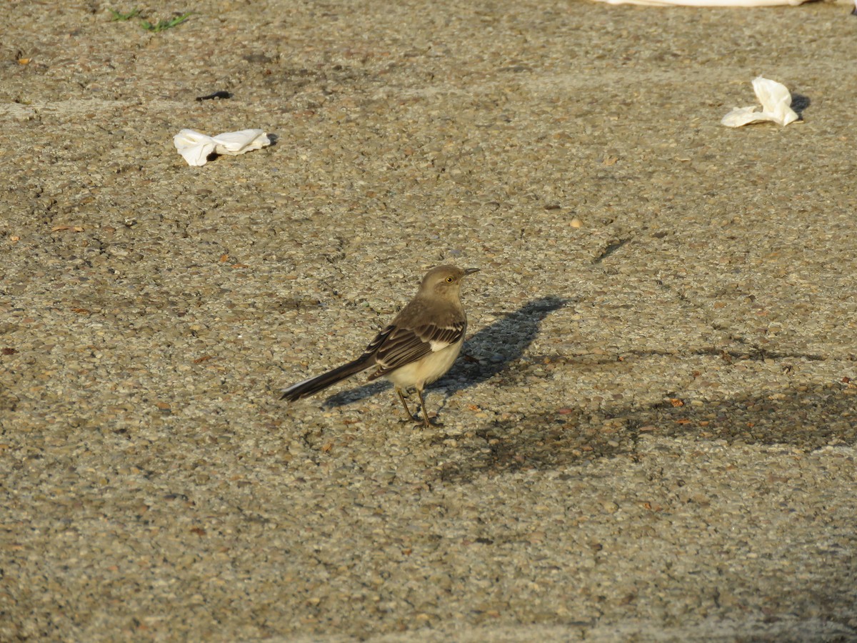 Northern Mockingbird - ML619684094