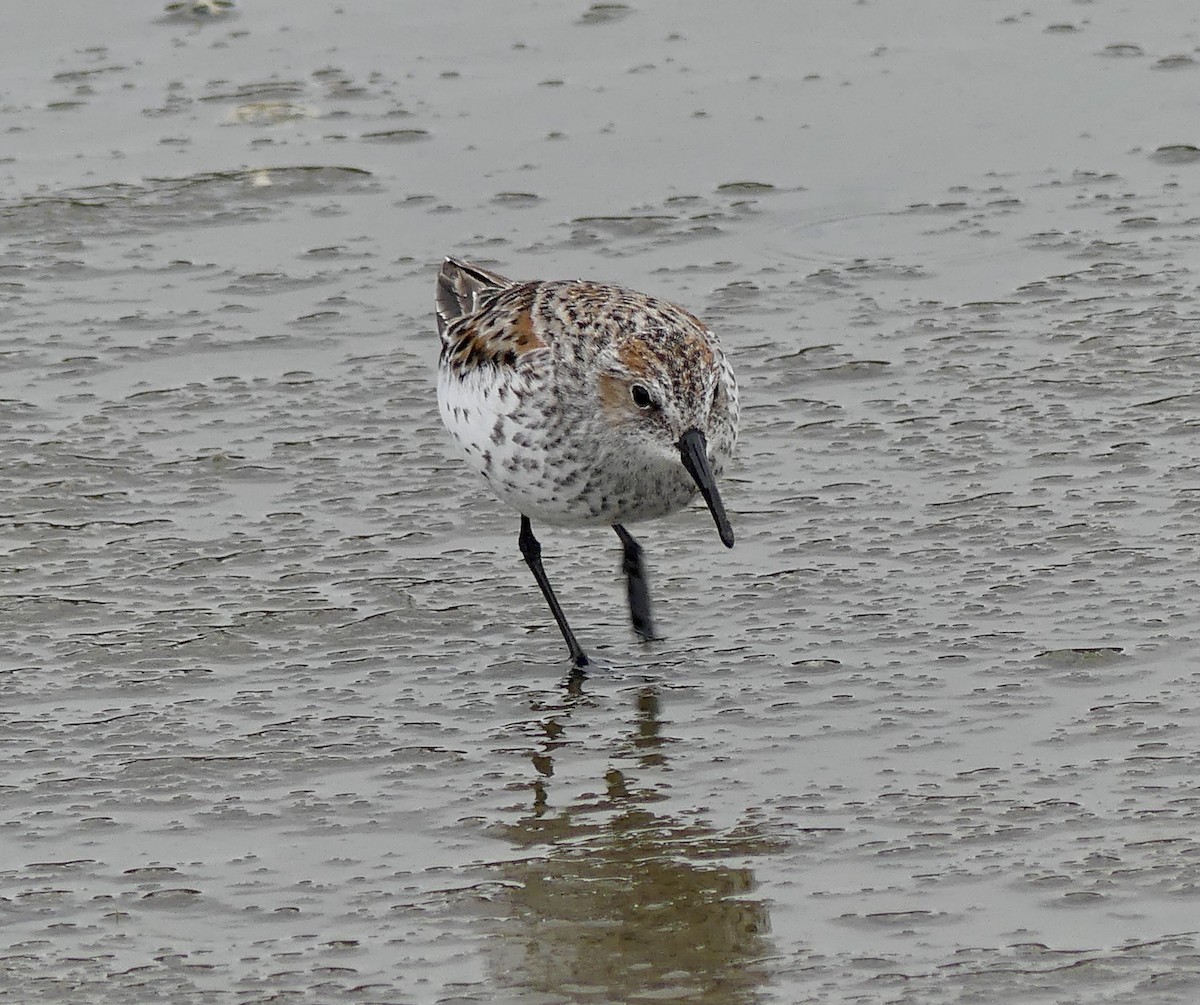 Western Sandpiper - ML619684097