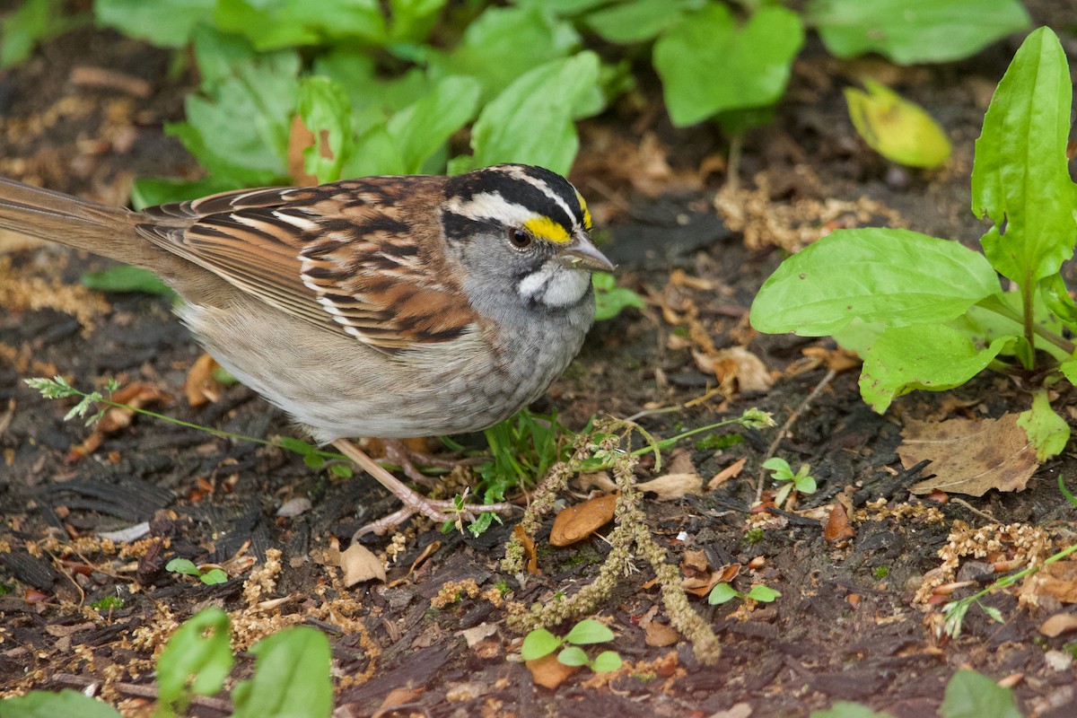 White-throated Sparrow - ML619684104