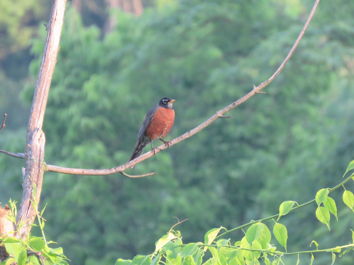 American Robin - ML619684109