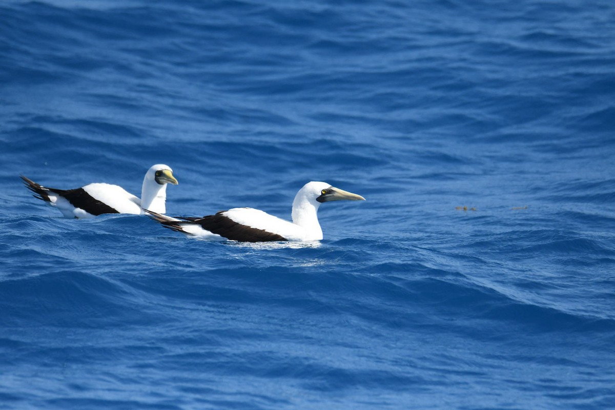 Masked Booby - ML619684115