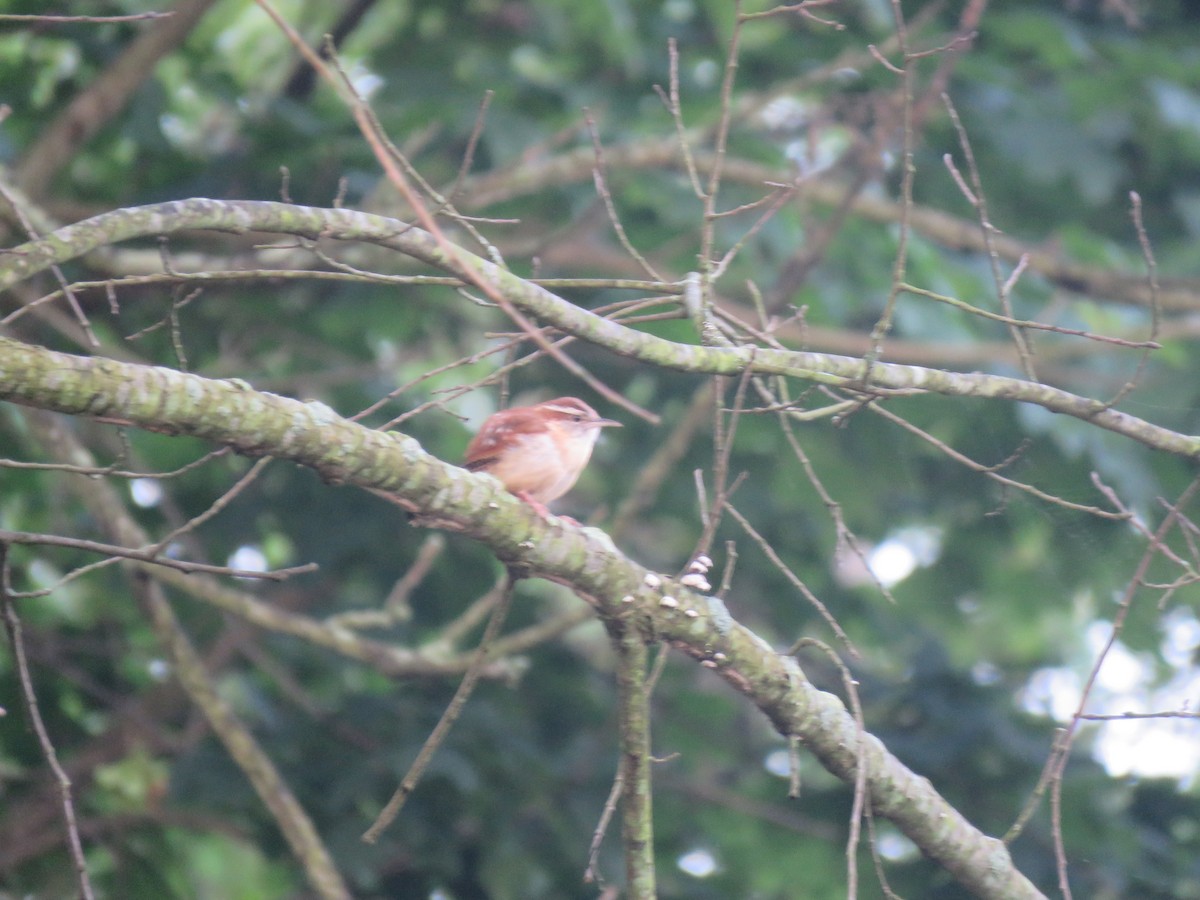 Carolina Wren - ML619684135