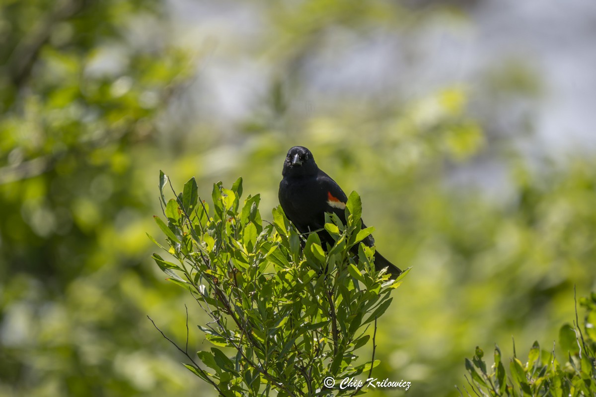 Red-winged Blackbird - ML619684136