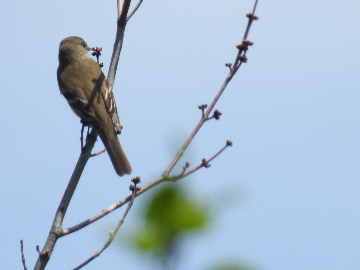 Alder Flycatcher - ML619684141