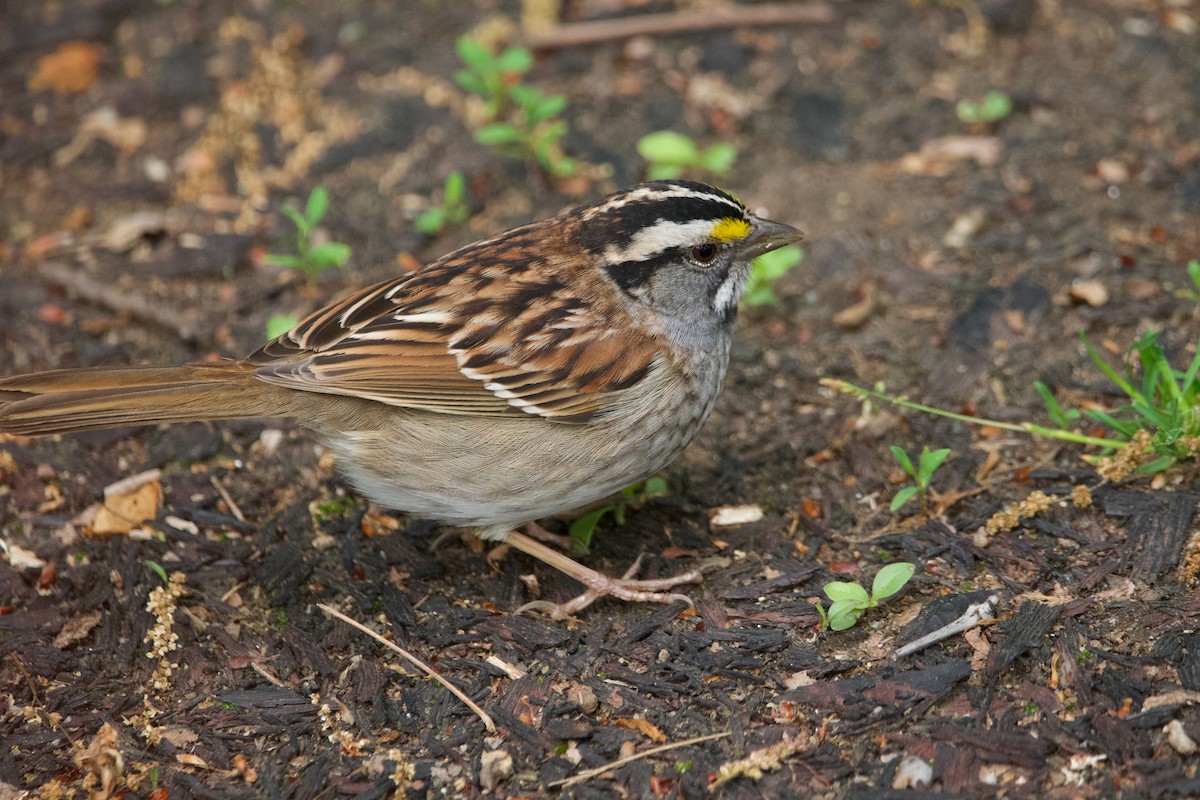 White-throated Sparrow - ML619684143