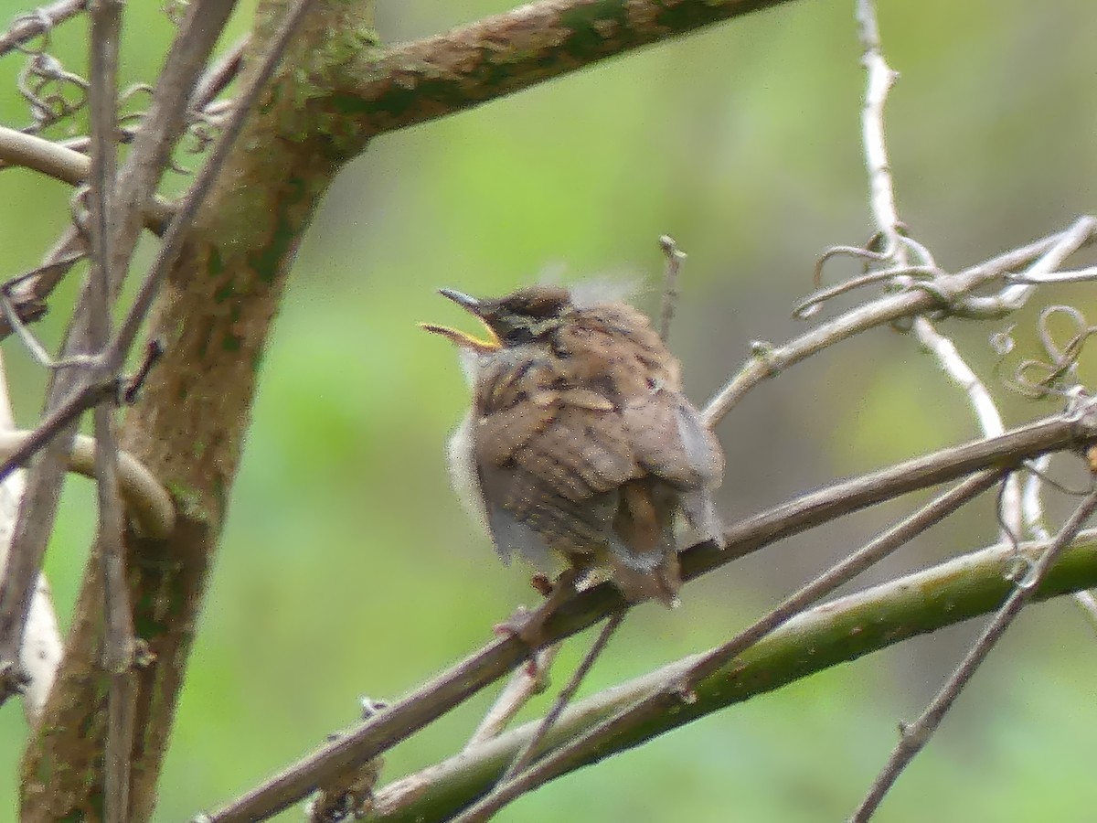 Carolina Wren - ML619684144