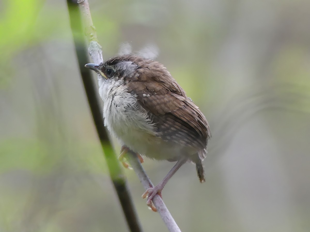 Carolina Wren - ML619684145