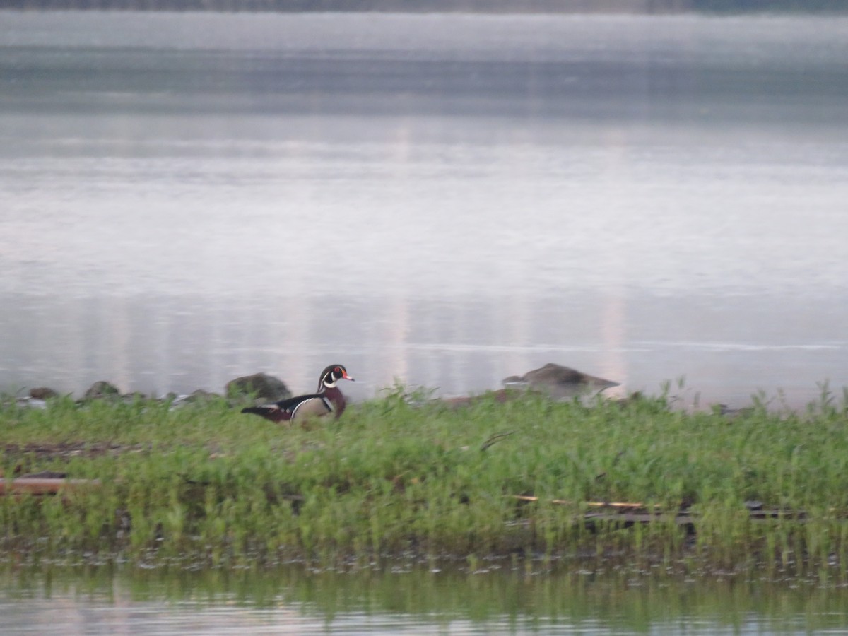 Wood Duck - ML619684150