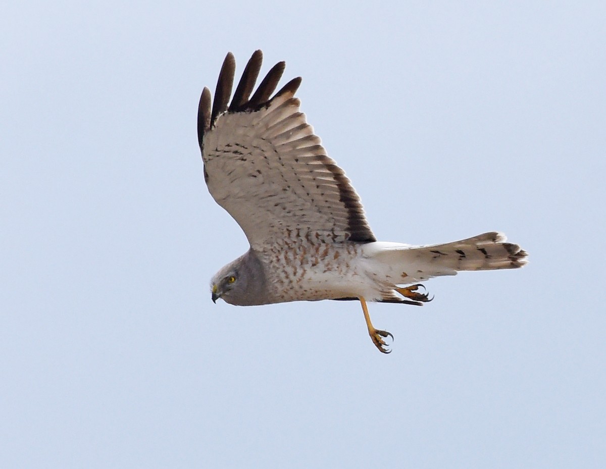 Northern Harrier - ML619684156