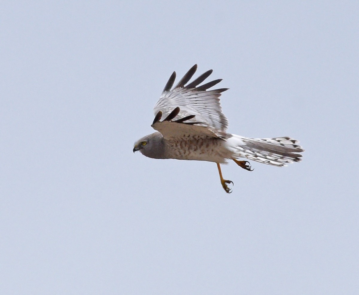 Northern Harrier - ML619684157