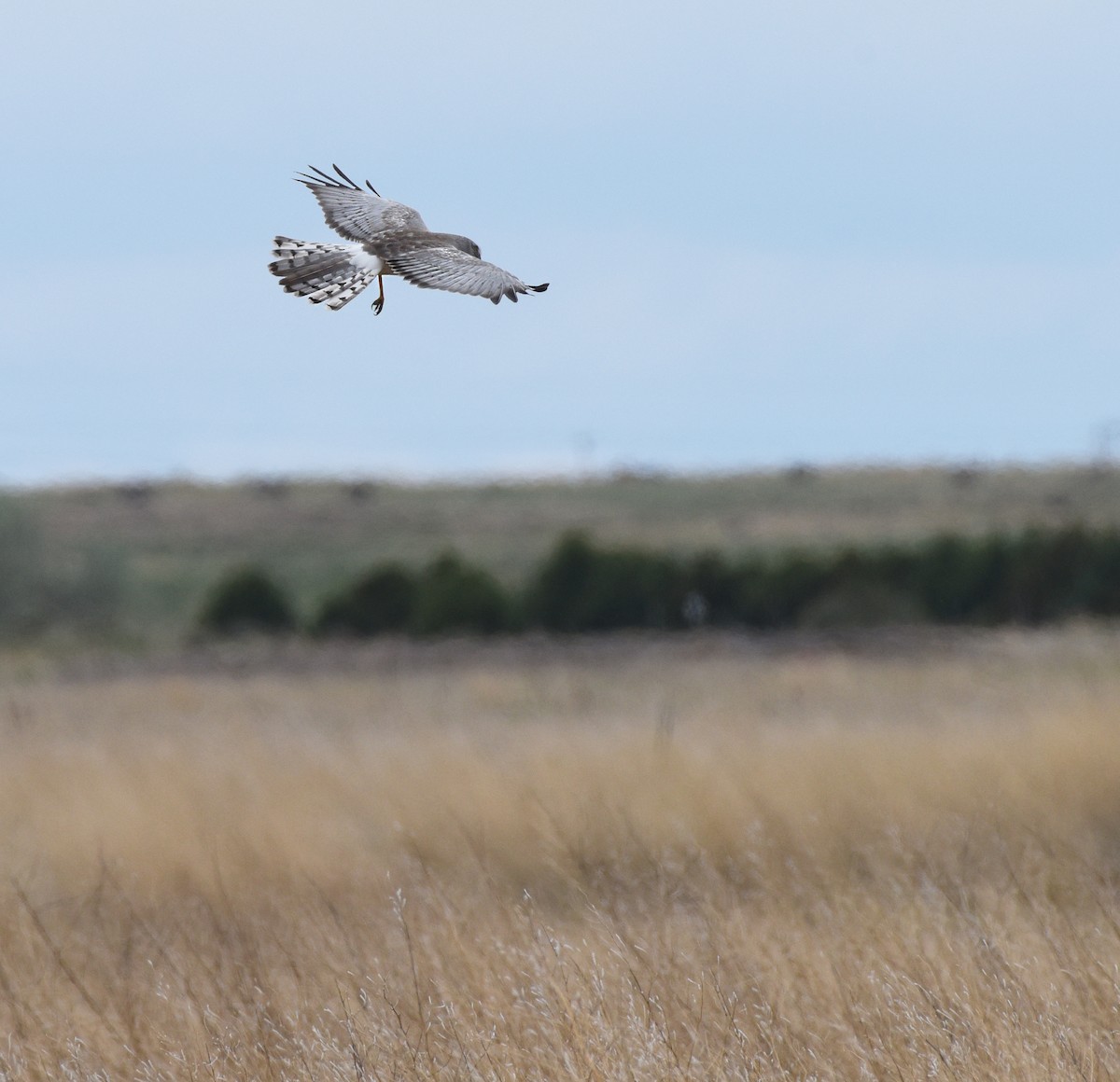 Northern Harrier - ML619684159