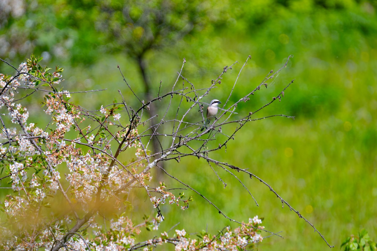 Red-backed Shrike - ML619684180