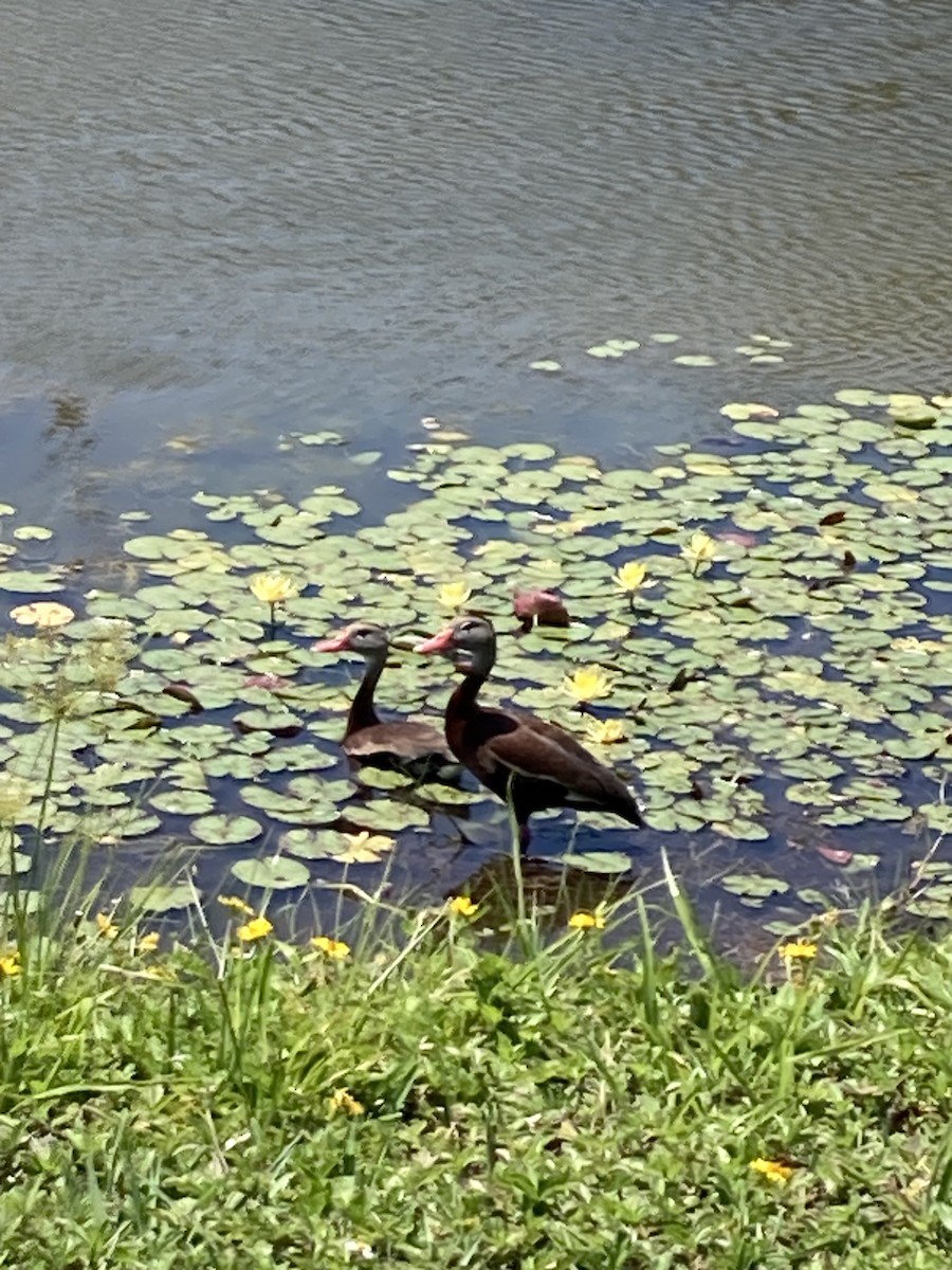 Dendrocygne à ventre noir - ML619684189