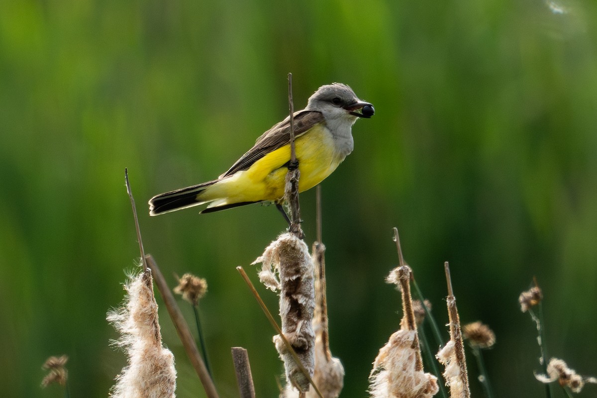 Western Kingbird - ML619684190