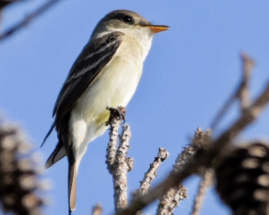 Eastern Wood-Pewee - ML619684220