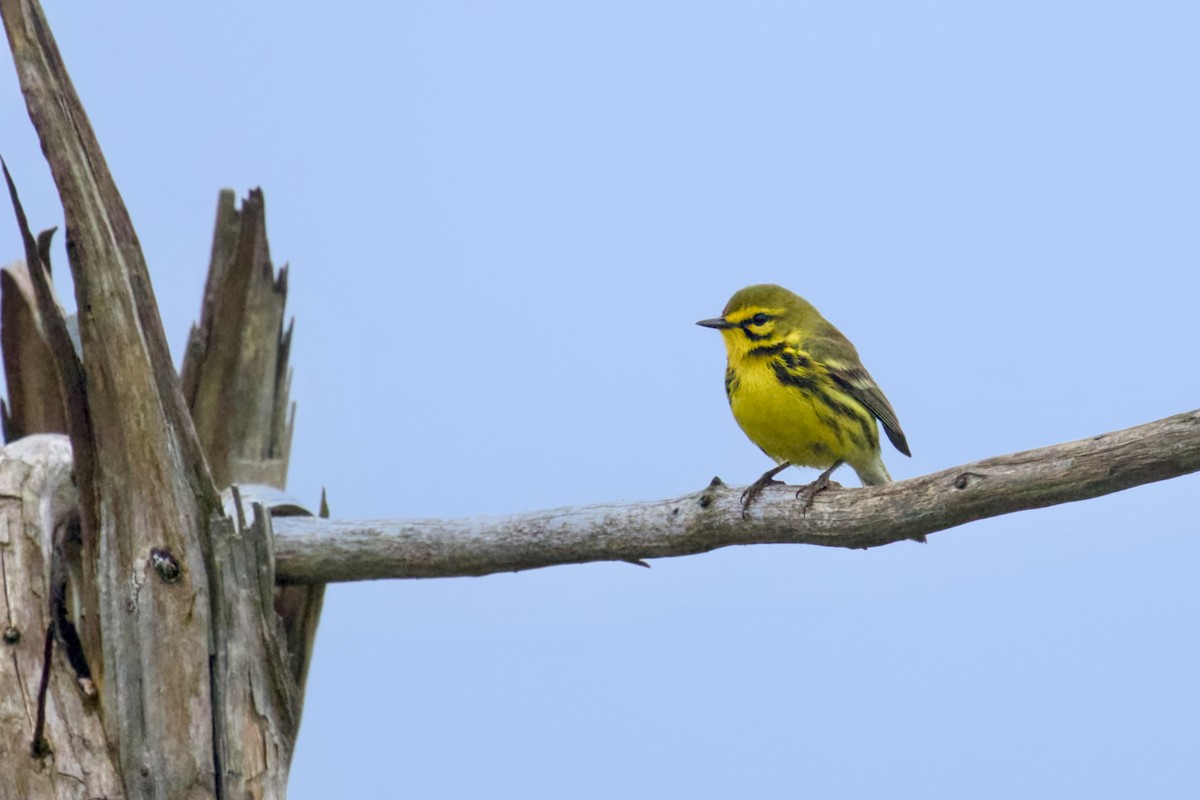 Prairie Warbler - ML619684222