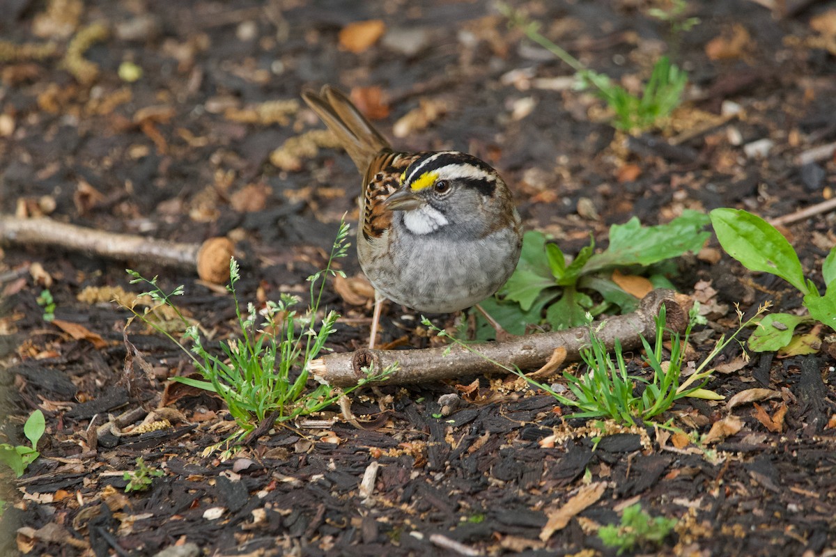 White-throated Sparrow - ML619684224