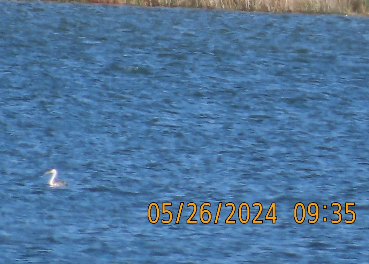 Western Grebe - ML619684233