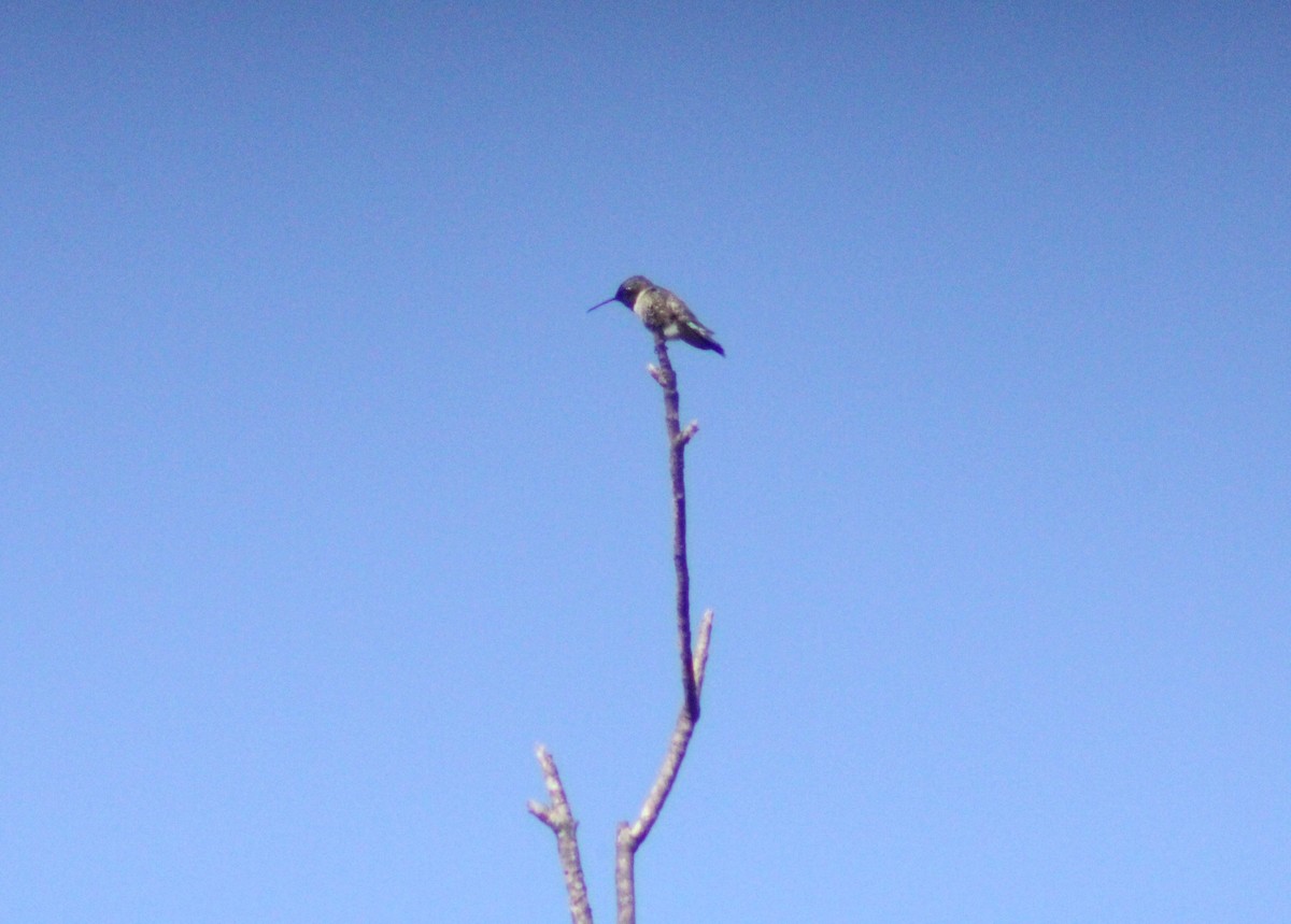 Black-chinned Hummingbird - ML619684235