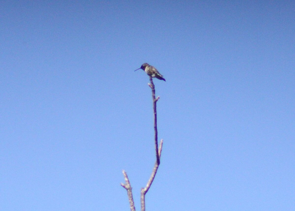 Colibri à gorge noire - ML619684235