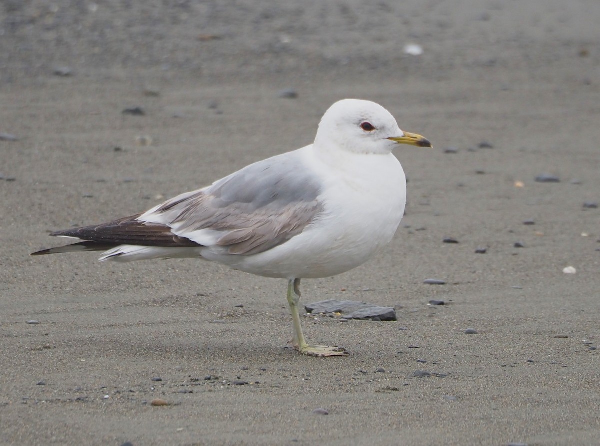 Short-billed Gull - ML619684237