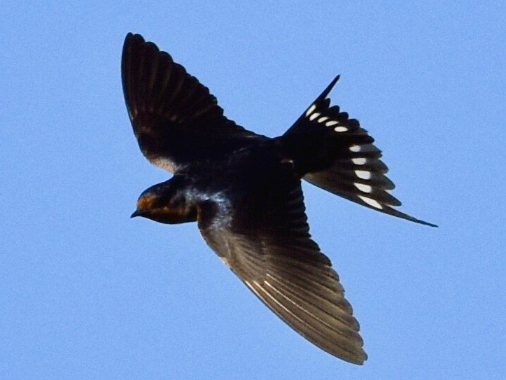 Barn Swallow - ML619684243