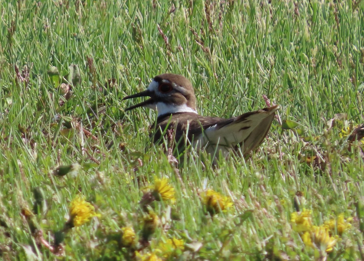 Killdeer - ML619684245