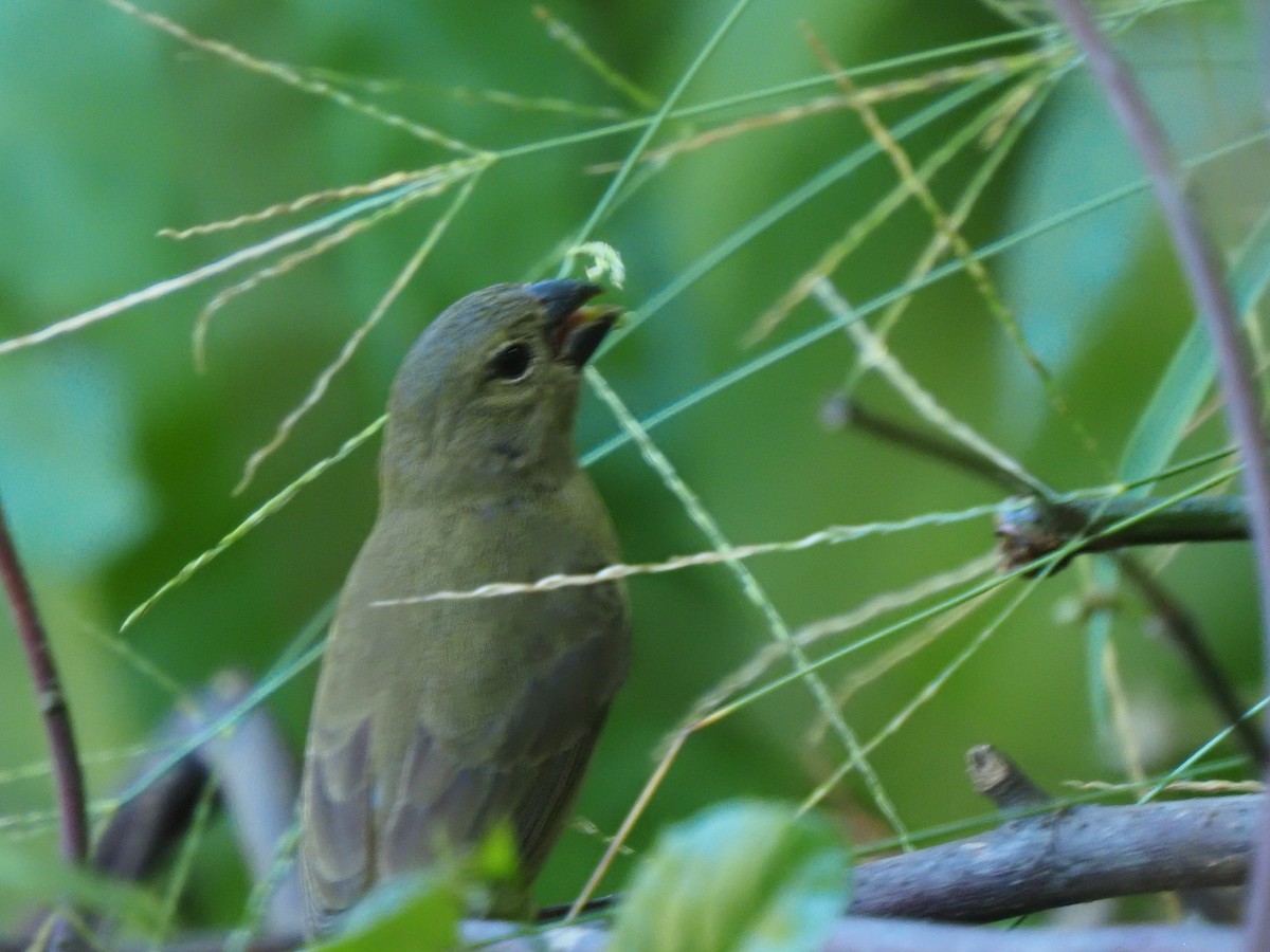 Wing-barred Seedeater - ML619684248