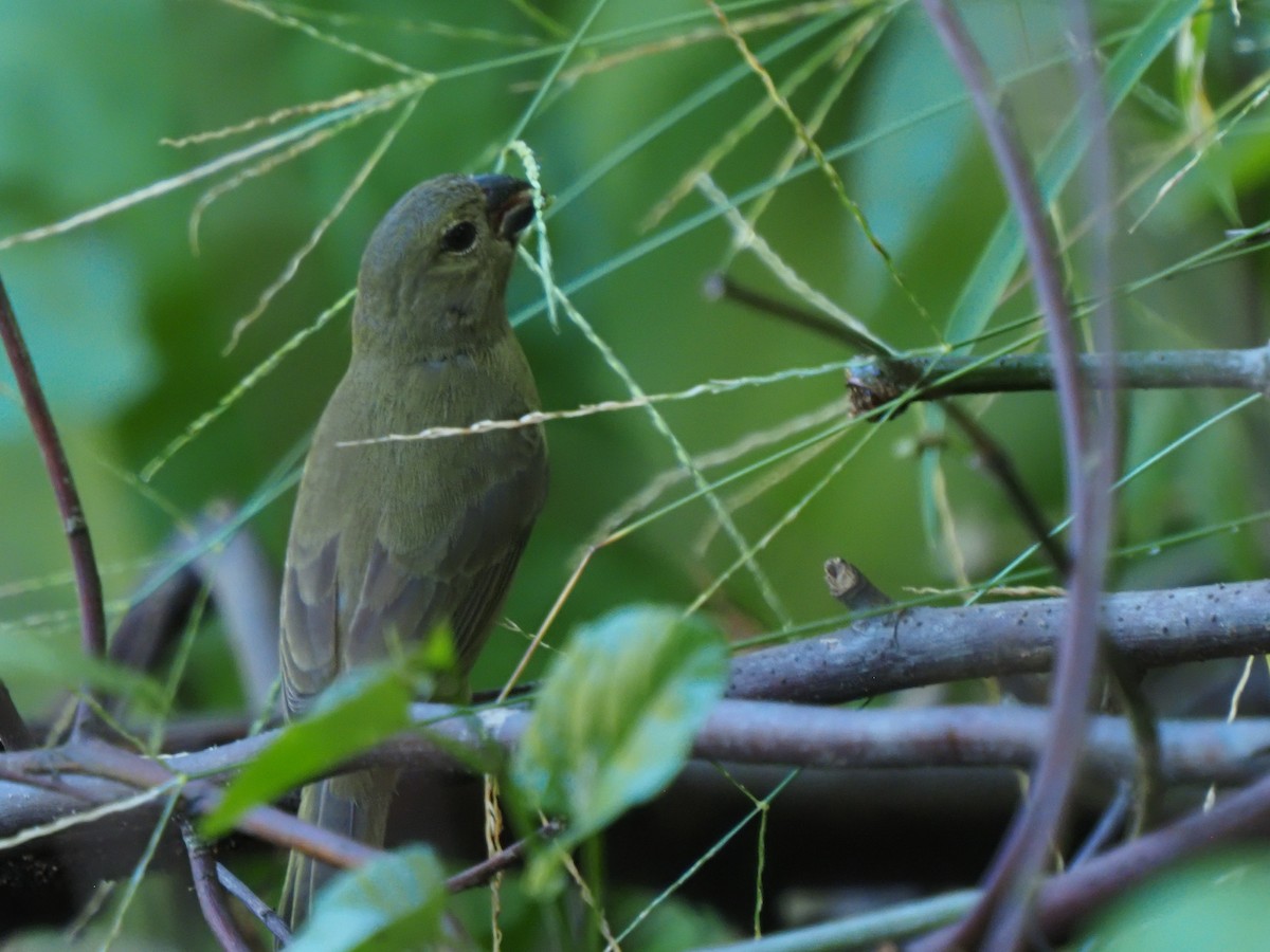 Wing-barred Seedeater - ML619684251