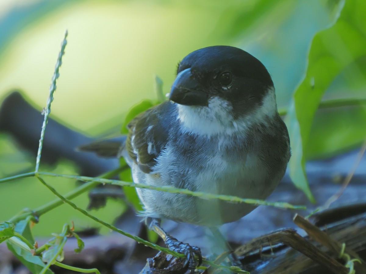 Wing-barred Seedeater - ML619684253