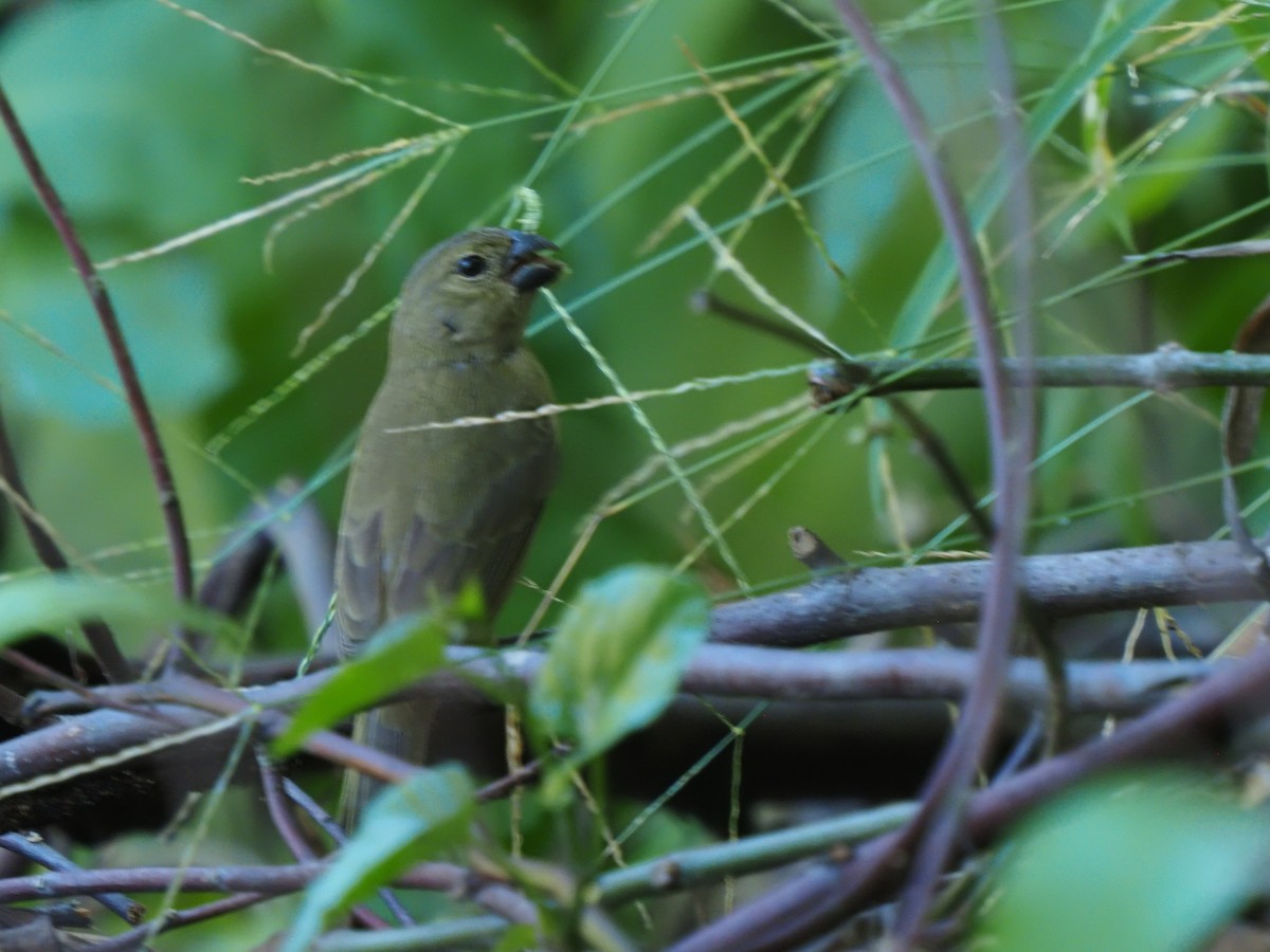 Wing-barred Seedeater - ML619684254
