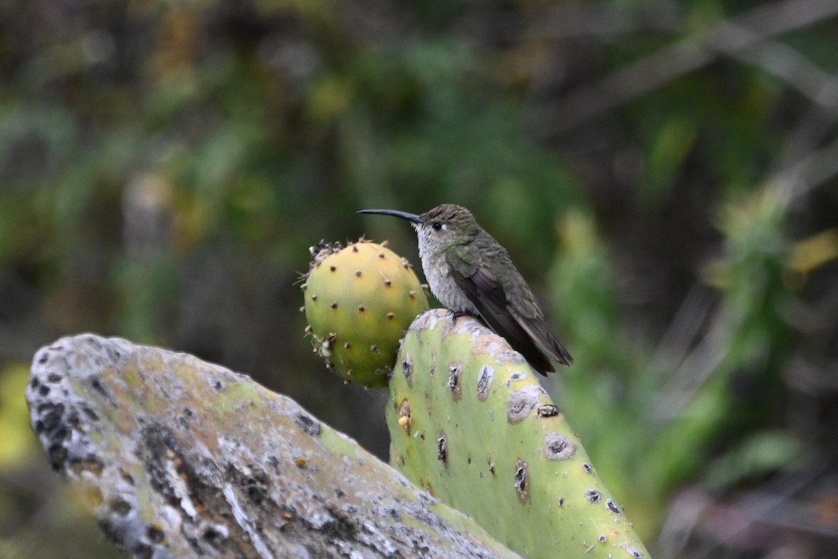 Spot-throated Hummingbird - ML619684304