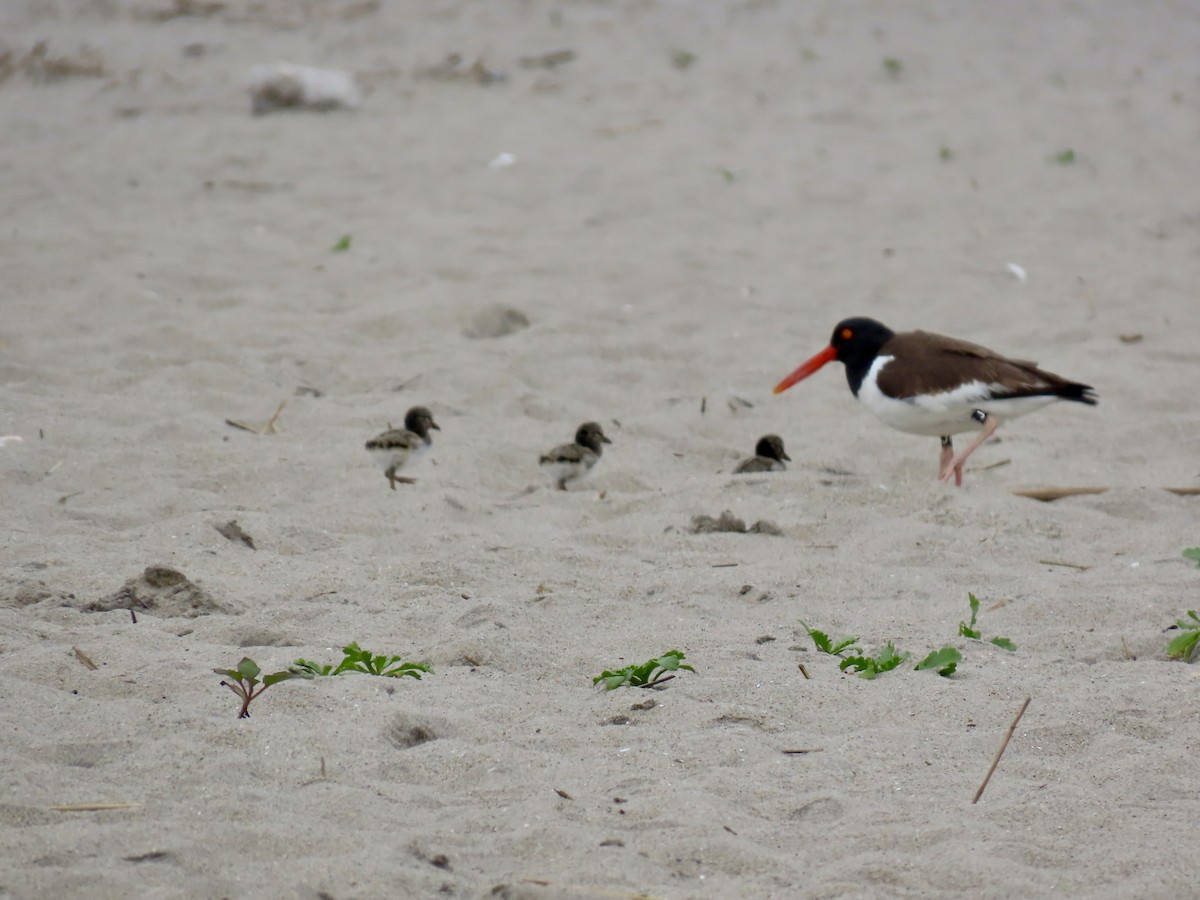 American Oystercatcher - ML619684320