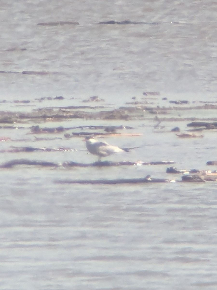 Common Tern - ML619684322