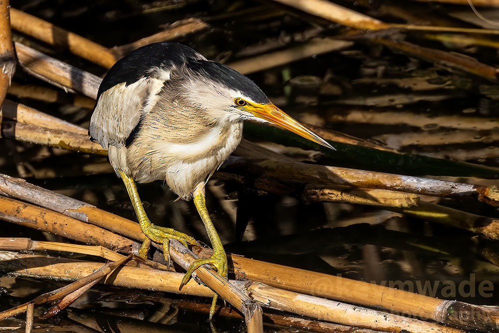 Little Bittern - ML619684326