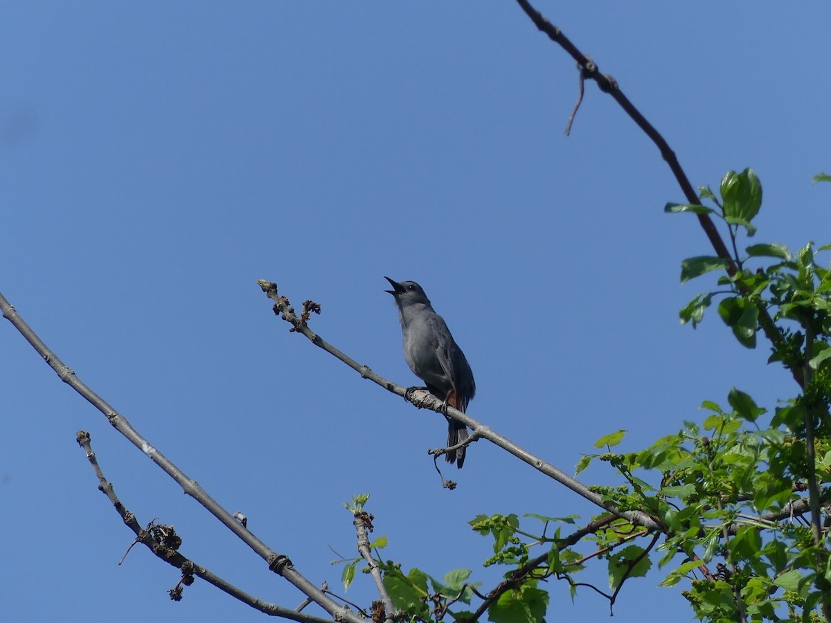 Gray Catbird - ML619684331