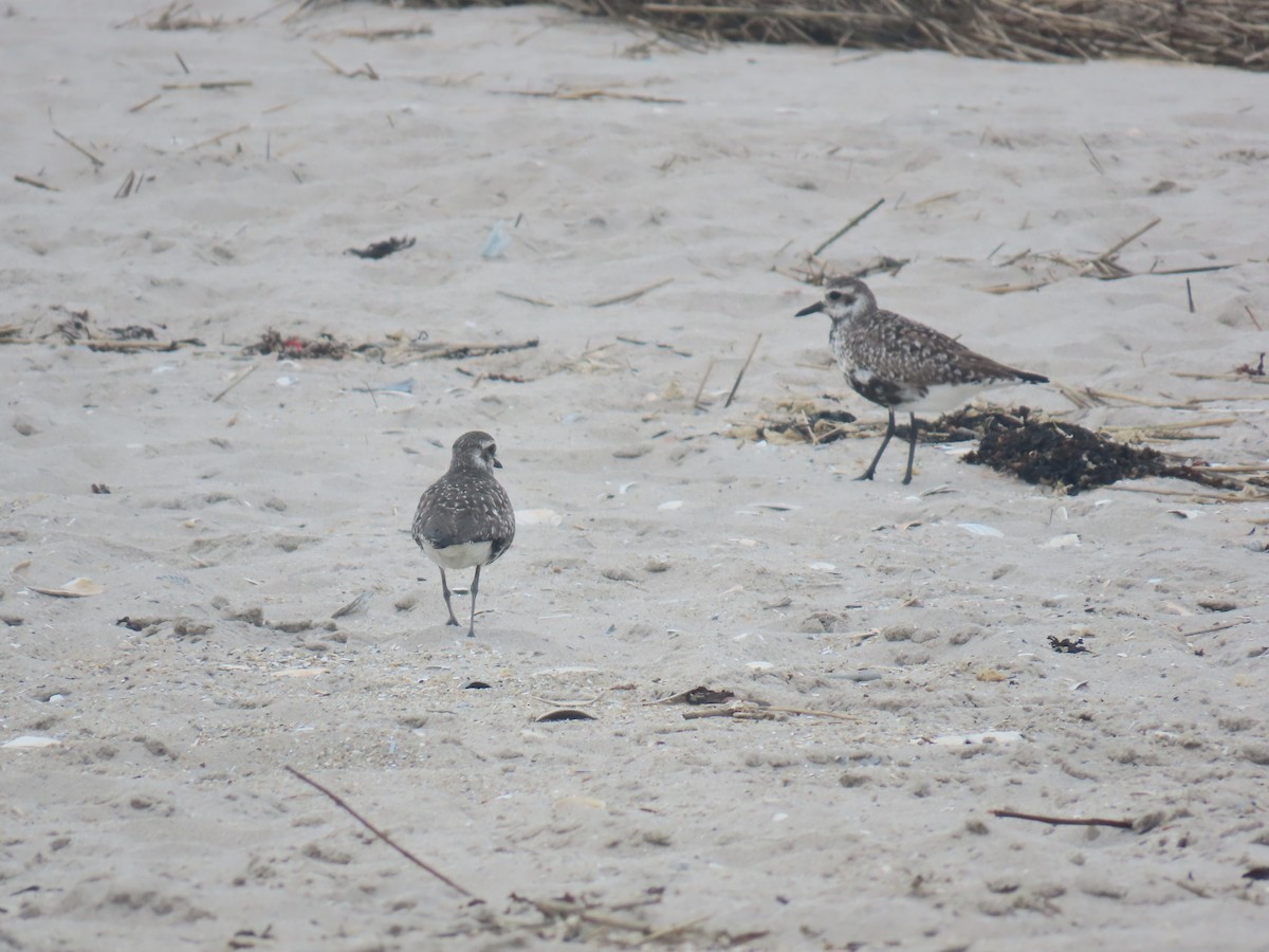 Black-bellied Plover - ML619684334