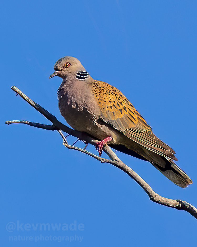 European Turtle-Dove - ML619684342