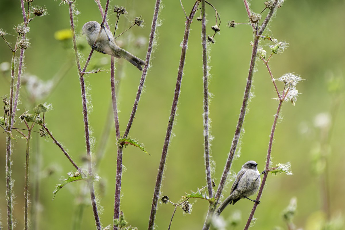 Bushtit - ML619684345