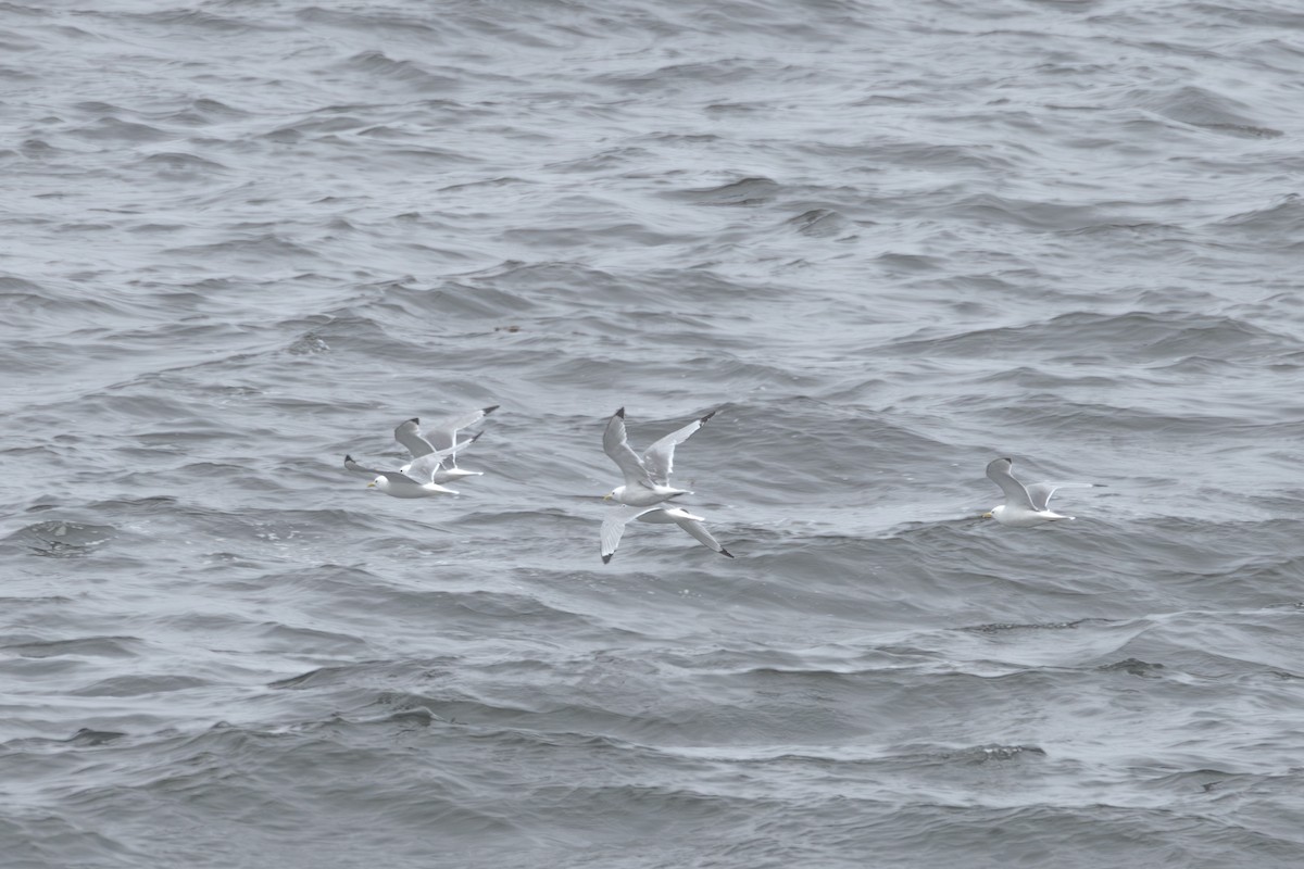 Black-legged Kittiwake - ML619684347