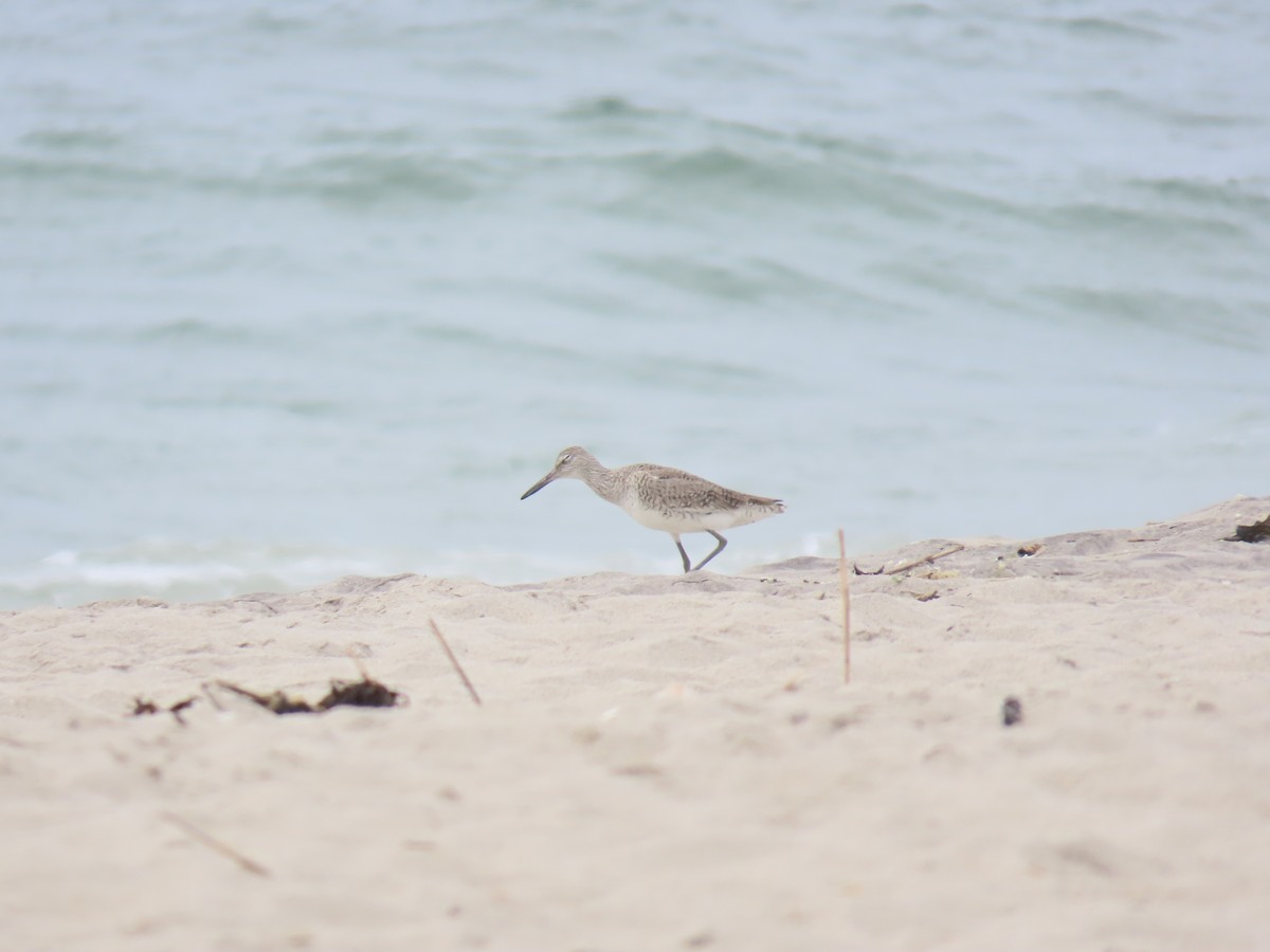 Willet - ML619684348