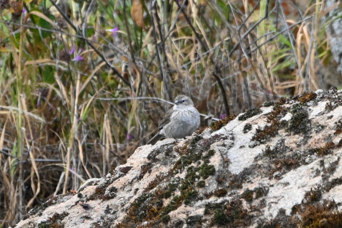 Ash-breasted Sierra Finch - ML619684353