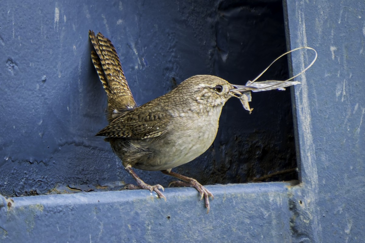 House Wren - ML619684354