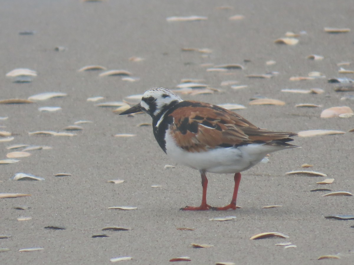 Ruddy Turnstone - ML619684356