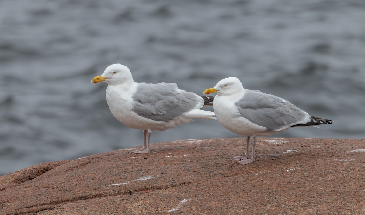 Herring Gull - ML619684357