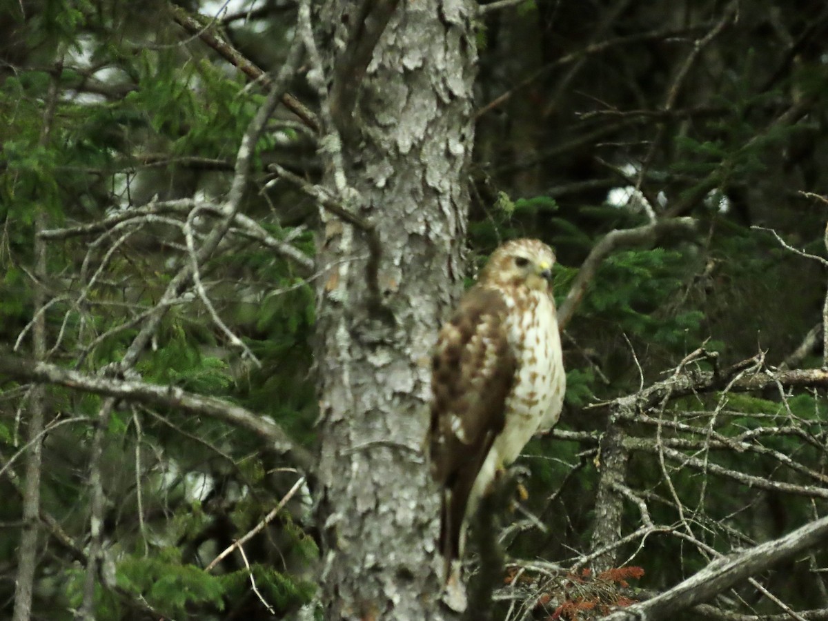 Broad-winged Hawk - Susan Cole