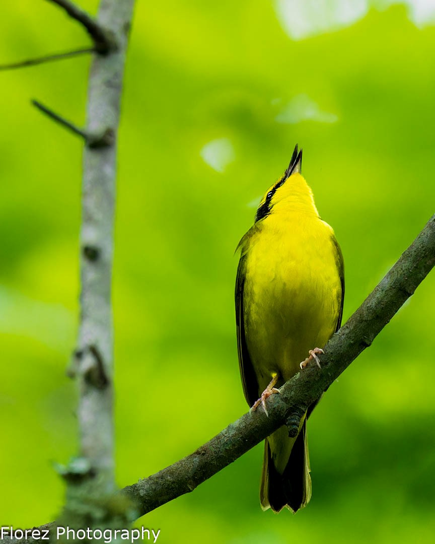 kentuckyparula - ML619684366