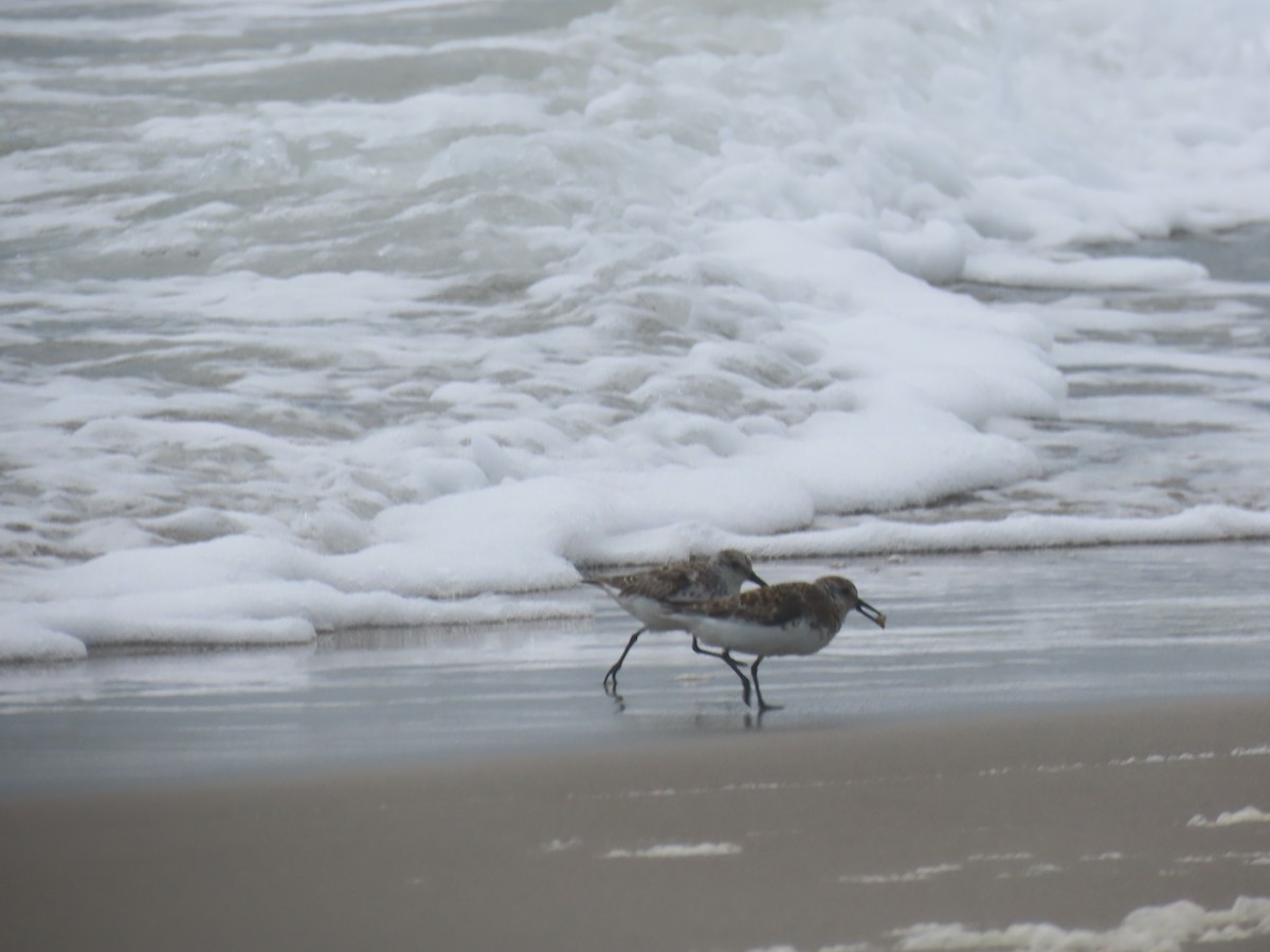 Bécasseau sanderling - ML619684374