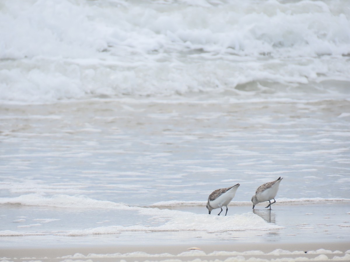 Bécasseau sanderling - ML619684375