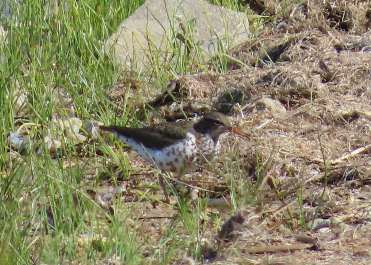 Spotted Sandpiper - ML619684386